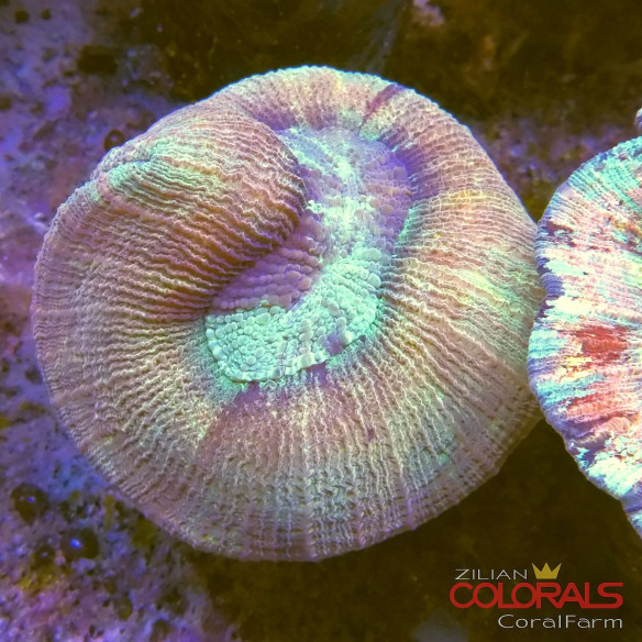 trachyphyllia
