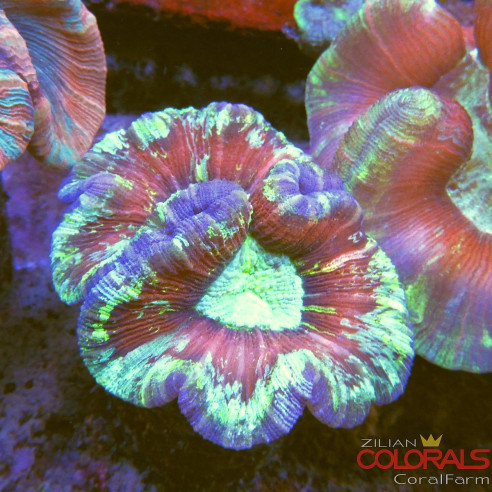 trachyphyllia