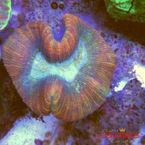 trachyphyllia