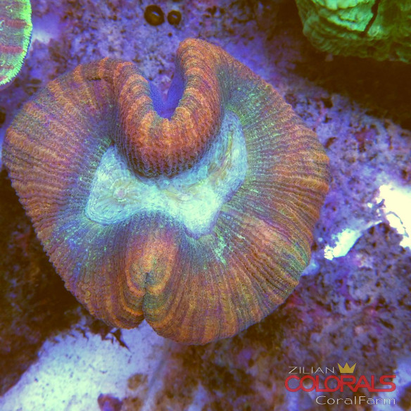 trachyphyllia