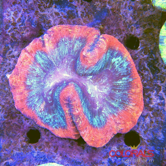 trachyphyllia