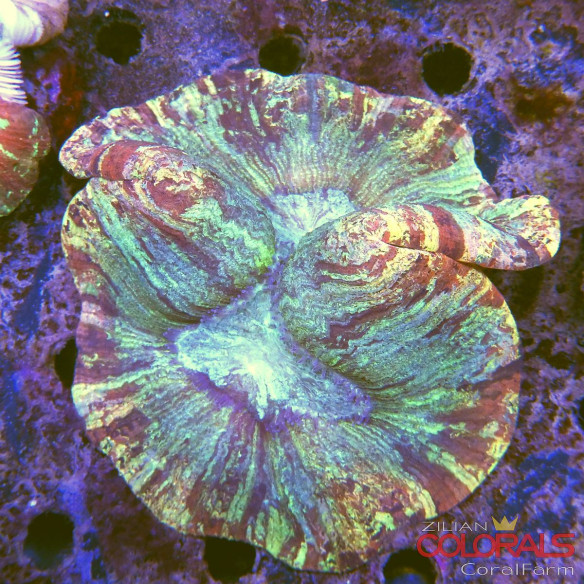 trachyphyllia