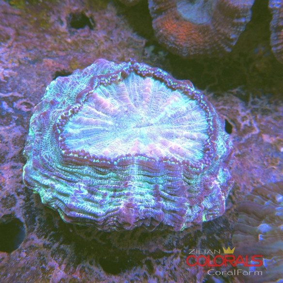 acanthophyllia