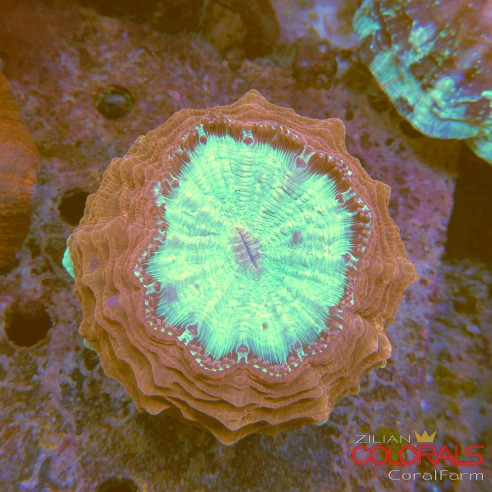 acanthophyllia rainbow