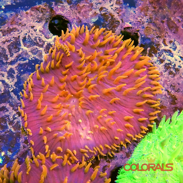 fungia