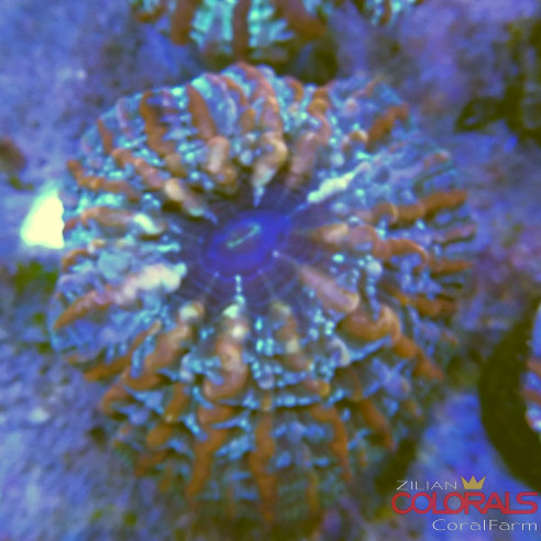 indophyllia