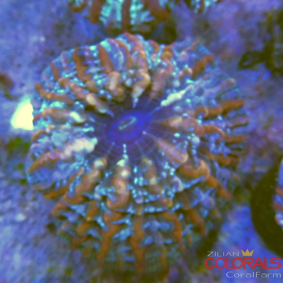 indophyllia