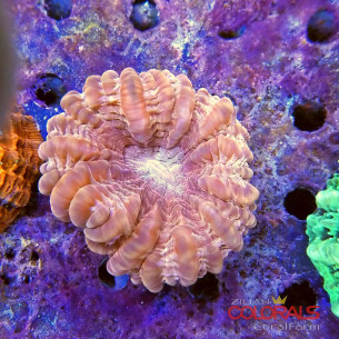 cynaria