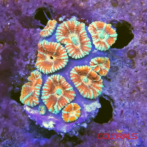 micromussa-lordowensis acanthastrea