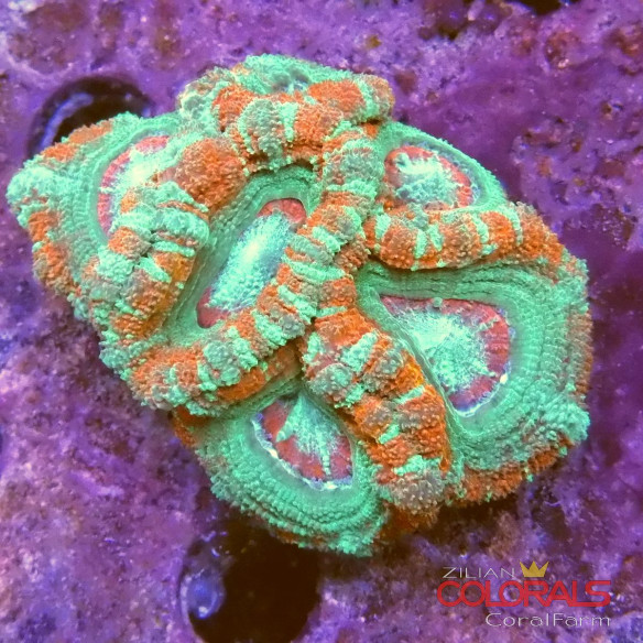 micromussa-lordowensis acanthastrea