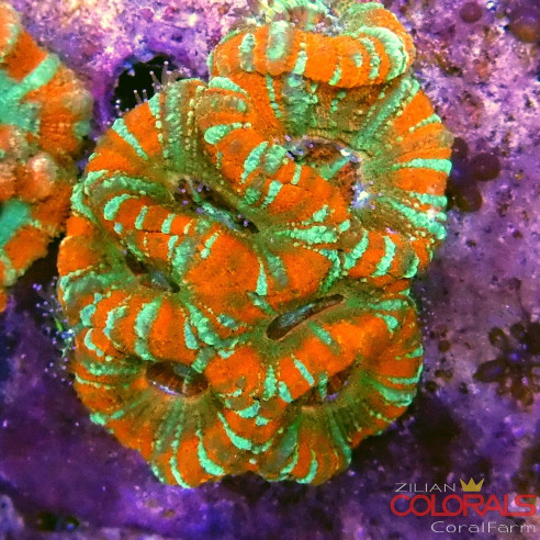 micromussa-lordowensis acanthastrea