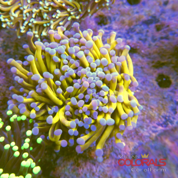 euphyllia glabrescens
