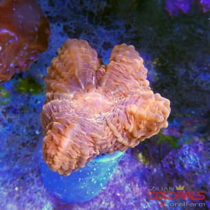 cynaria