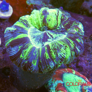 trachyphyllia