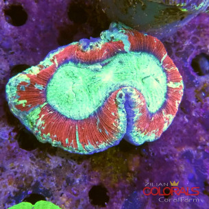 trachyphyllia
