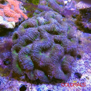 lobophyllia