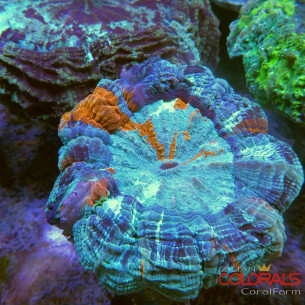 Acanthophyllia