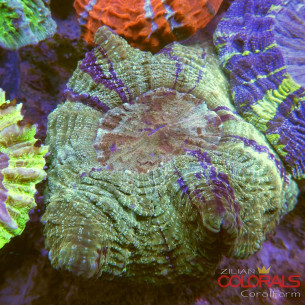 Acanthophyllia