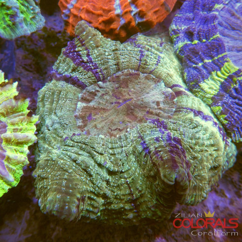 Acanthophyllia