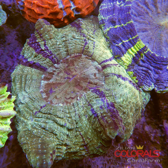 Acanthophyllia