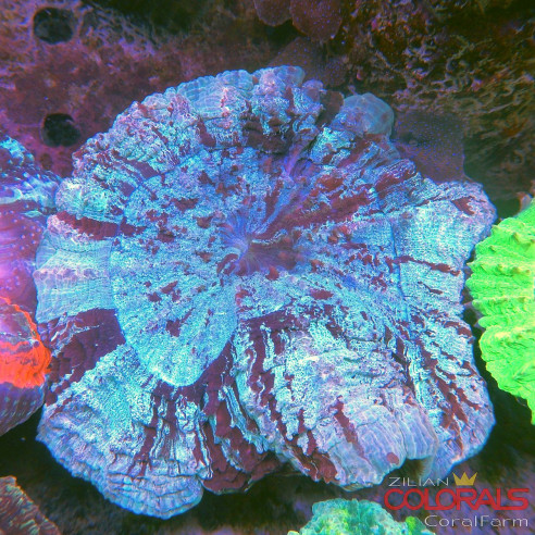 Acanthophyllia