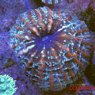 indophyllia