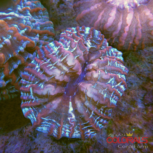 indophyllia