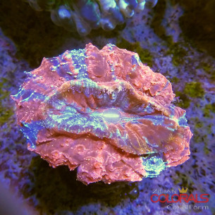 Acanthophyllia