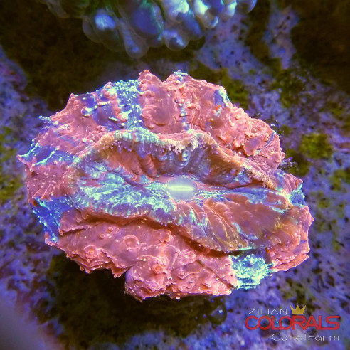 Acanthophyllia