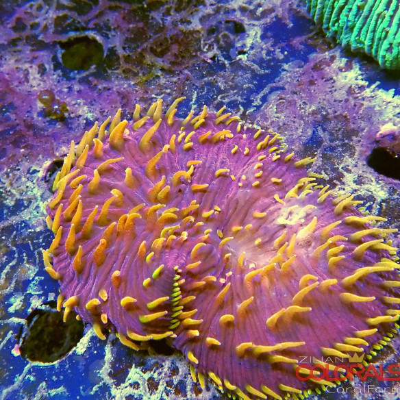 fungia