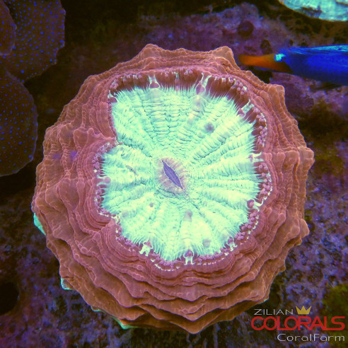 acanthophyllia rainbow