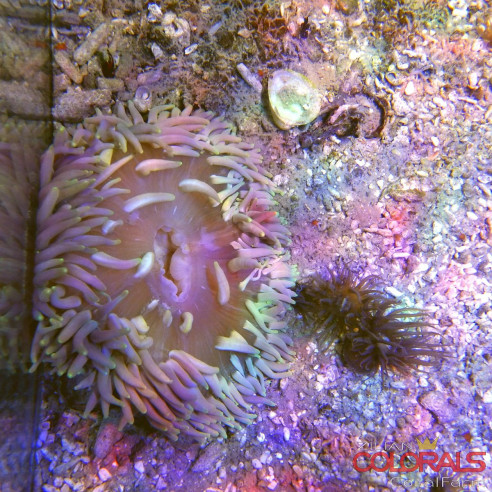 Macrodactyla doreensis