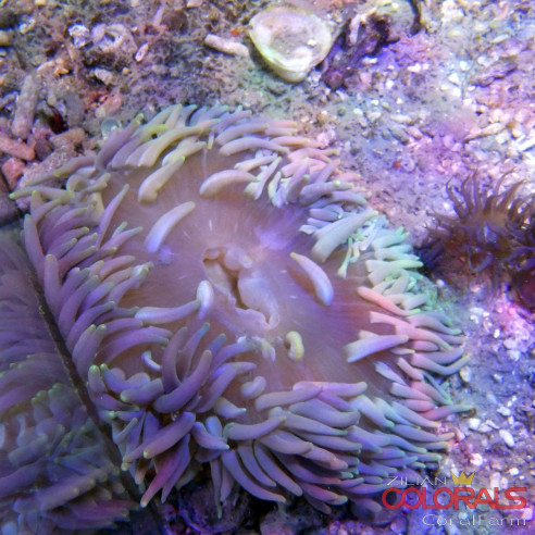 Macrodactyla doreensis