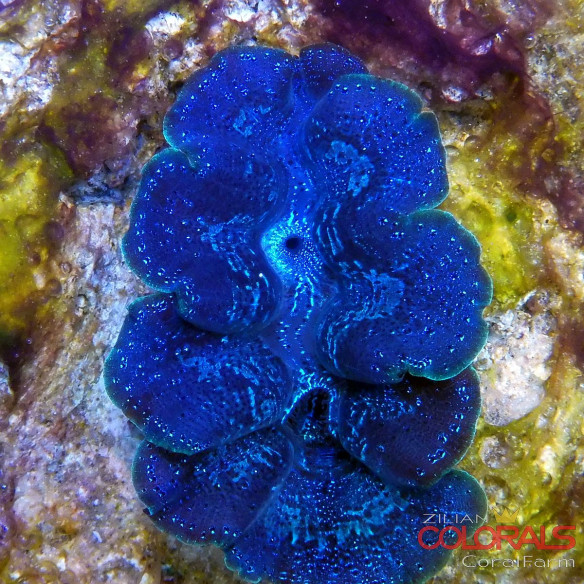 tridacna-crocea