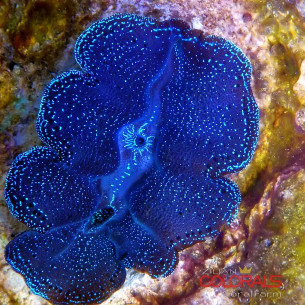 tridacna-crocea