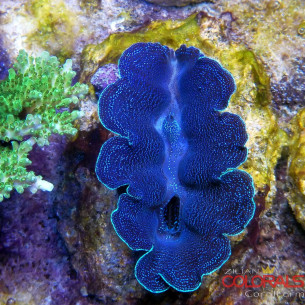 tridacna-crocea