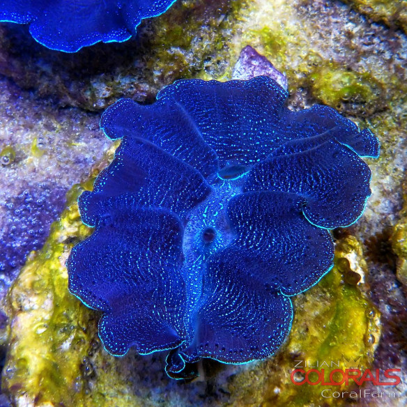 tridacna-crocea