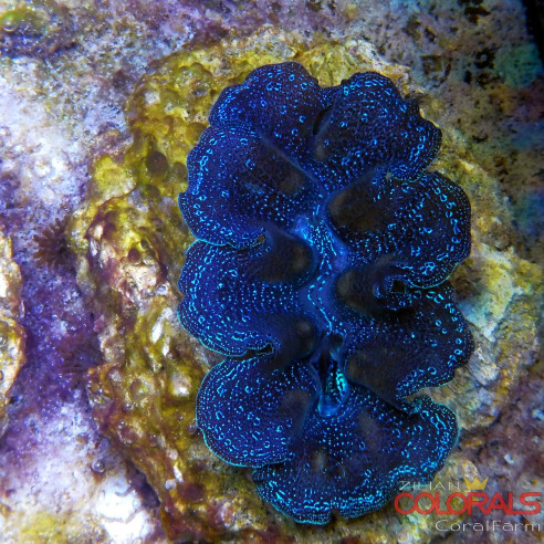 tridacna-crocea