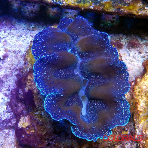 tridacna-crocea