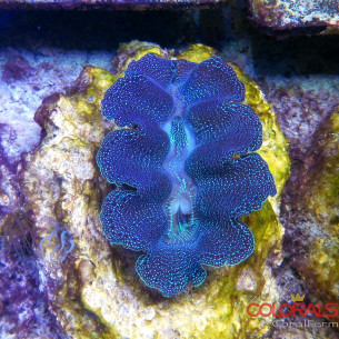 tridacna-crocea