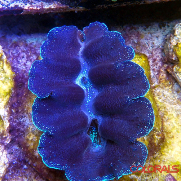 tridacna-crocea