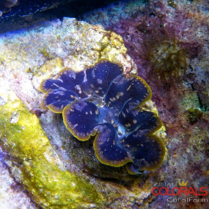 tridacna-crocea
