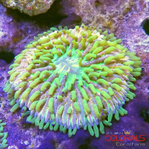 fungia
