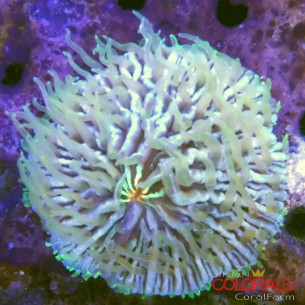 fungia