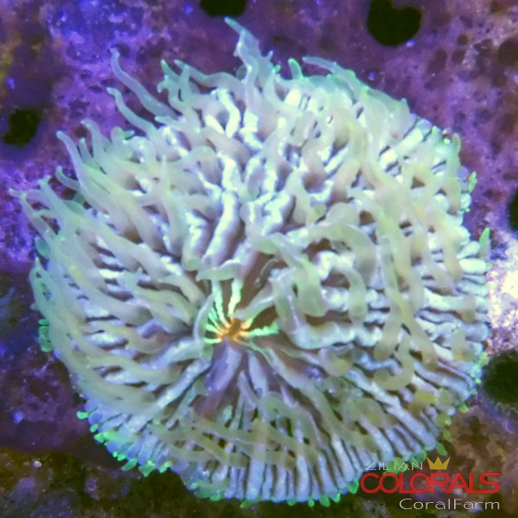 fungia