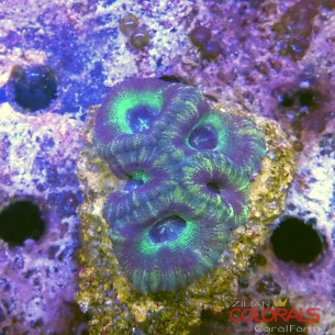 micromussa-lordowensis acanthastrea