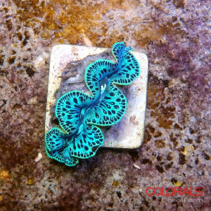 tridacna-maxima