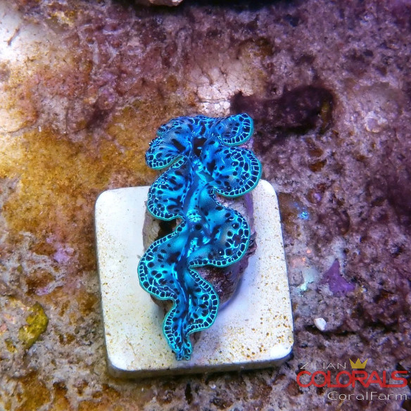 tridacna-maxima