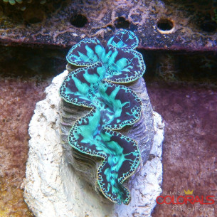 tridacna-maxima 2