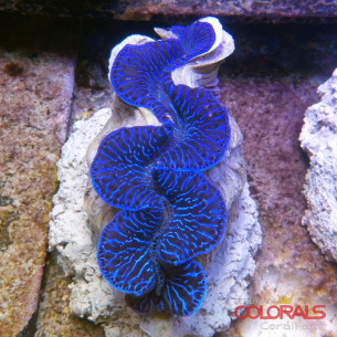 tridacna-maxima 2